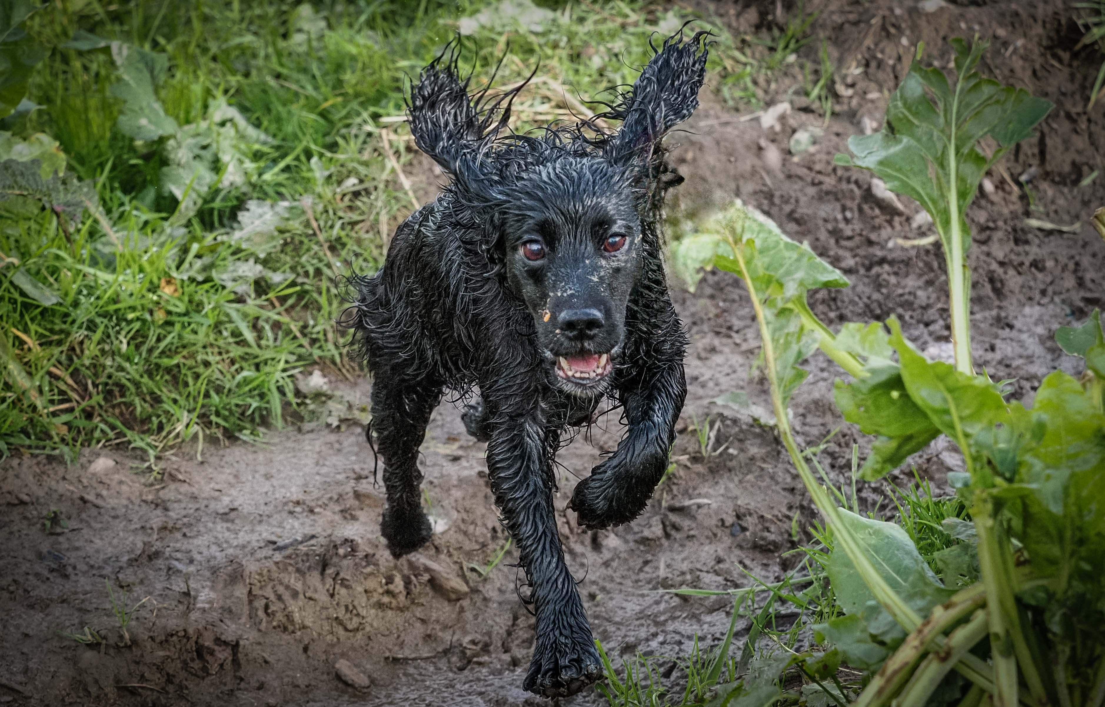ARF25
