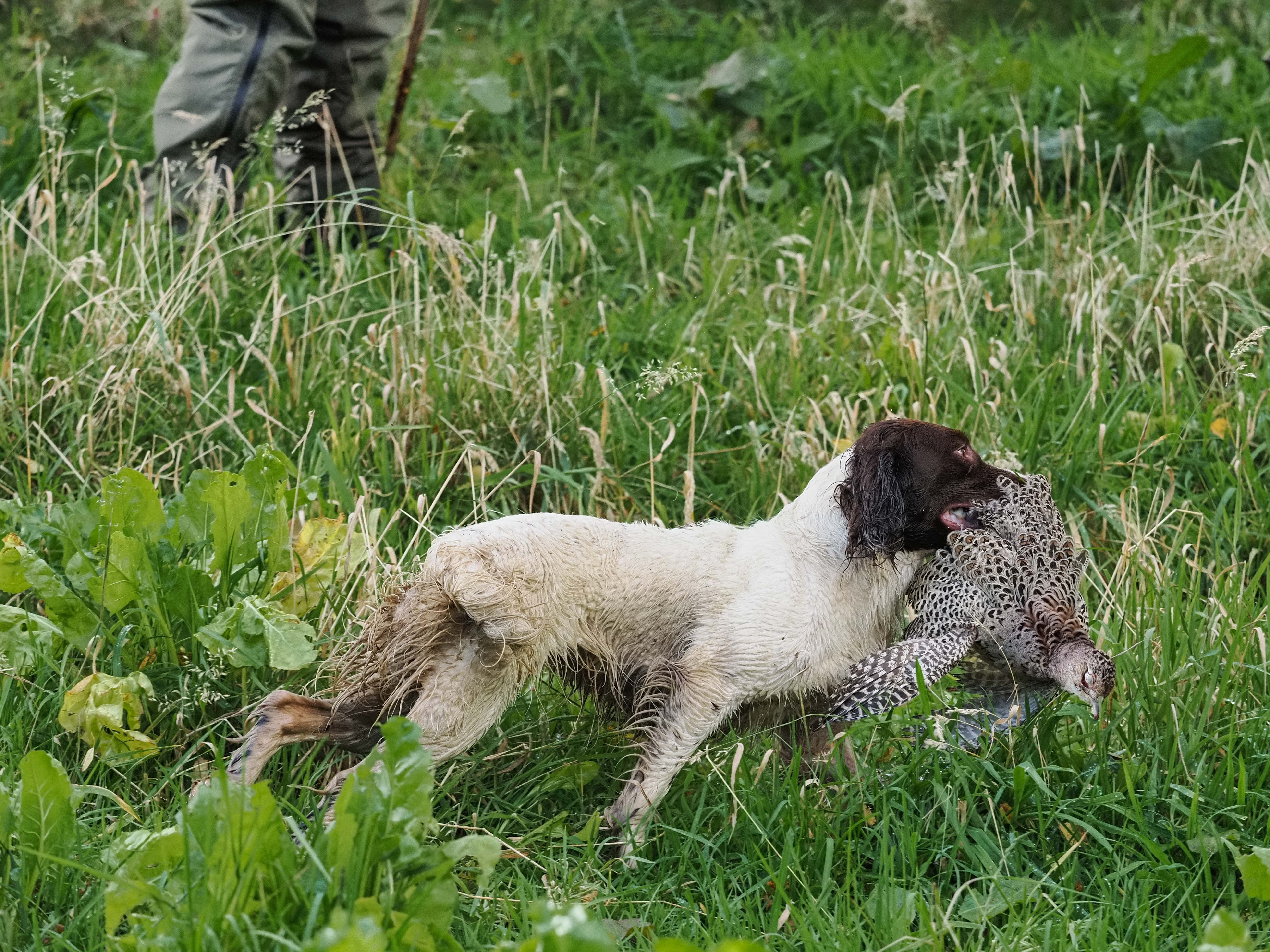 ARF35