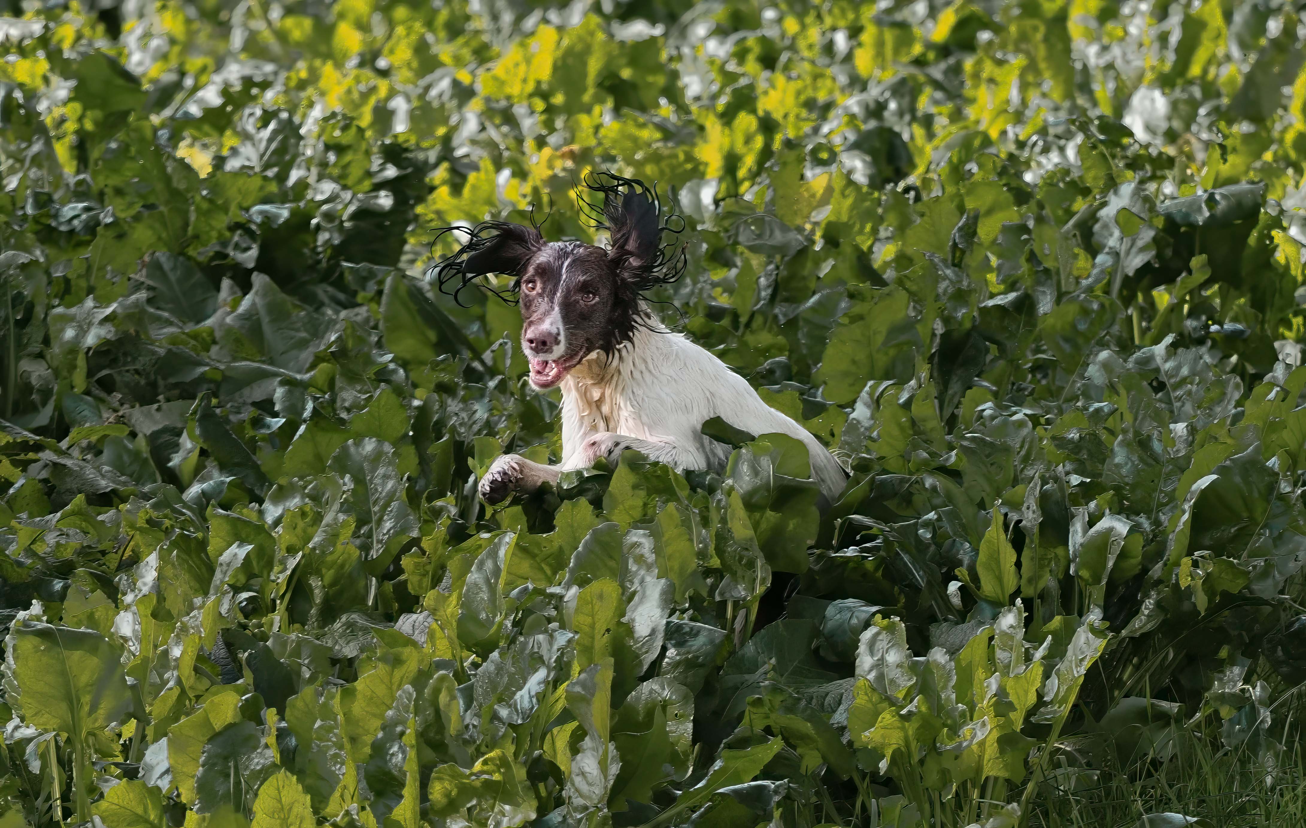 ARF39