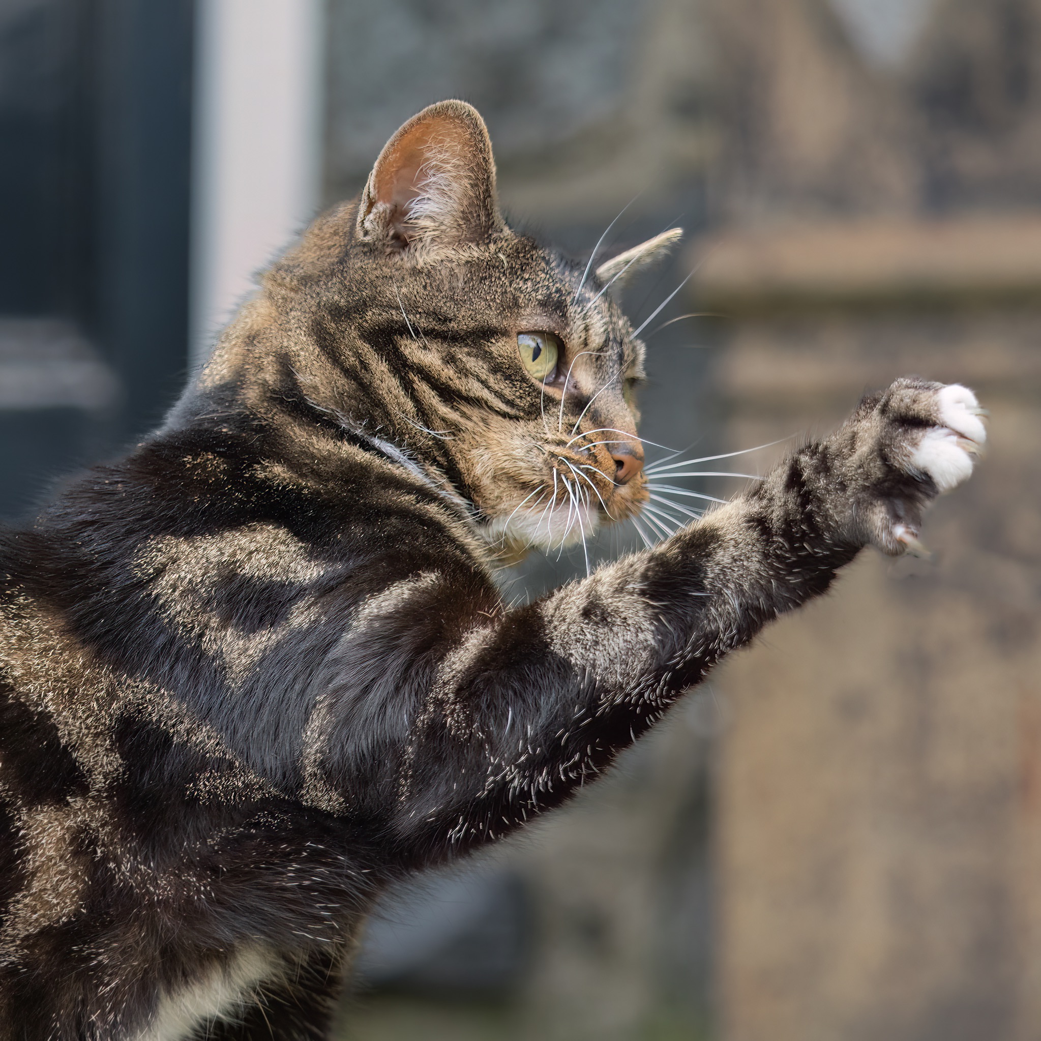 PET008